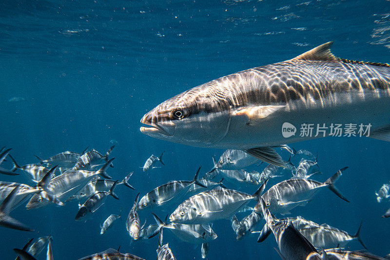 在清澈的蓝色海水中，Kingfish或Amberjack游过一大群Silver Jack Bigeye Trevally鱼